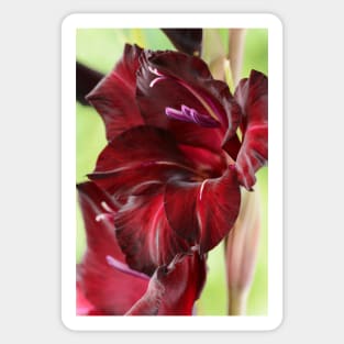 Gladiolus  &#39;Espresso&#39;  Sword lily Sticker